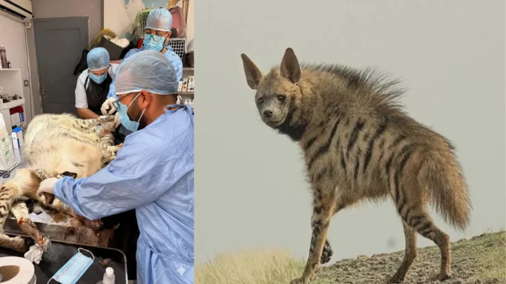 انقاذ ضبع في تونس اليوم