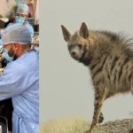 انقاذ ضبع في تونس اليوم