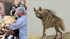 انقاذ ضبع في تونس اليوم