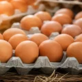 Œufs de consommation en Tunisie disposés dans des alvéoles en carton